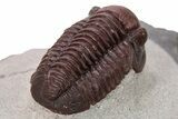 Deep Red Gerastos Trilobite - Zerig, Morocco #286800-5